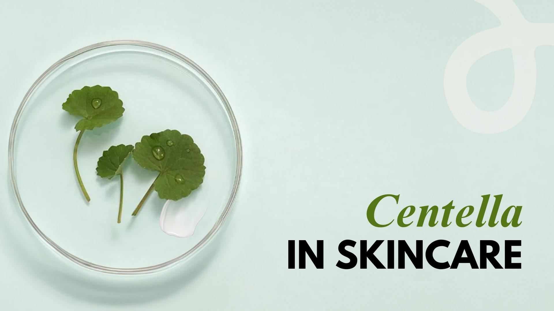 Centella Asiatica in skincare